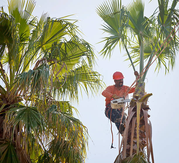 The Steps Involved in Our Tree Care Process in Chambersburg, PA